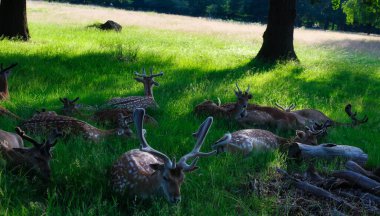 Geyikler çimlerin üzerinde yatıyor. Richmond Park, Londra.