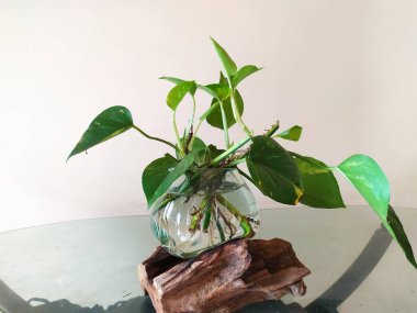 şeytan sarmaşığı ya da altın kaktüs (Epipremnum aureum) su kabı çiçekçisi üzerine