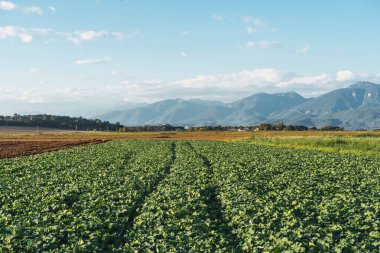 Dağlı mısır tarlası ve sisli mavi gökyüzü..