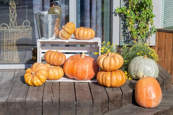 Podzimní Venkovní Kompozice Dýněmi Květinami Halloween Nebo Den Díkůvzdání — Stock fotografie