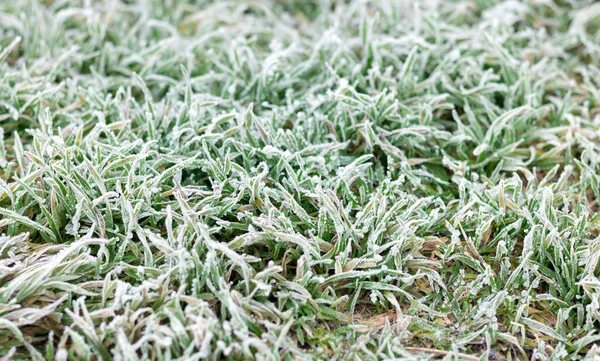 Hintergrund Von Frost Oder Rauhreif Auf Grünem Gras Morgen — Stockfoto