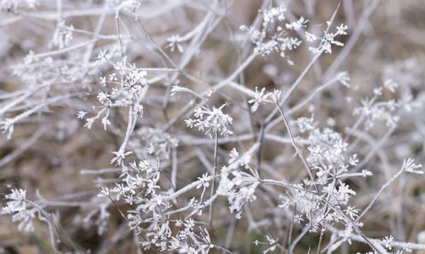 Gefrorenes Gras Frostiges Wetter Nebel Und Frost — Stockfoto