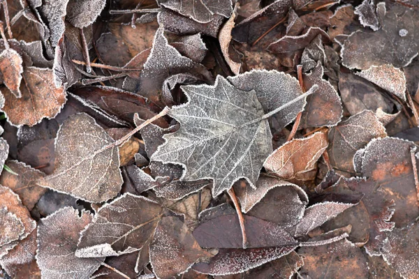 Frostig Trockene Braune Blätter Herbstliche Textur Hintergrund Frostiger Herbst Erster — Stockfoto