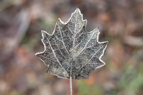 Naturlig Bakgrund Med Bruna Frysta Blad Närbild Första Höst Eller — Stockfoto