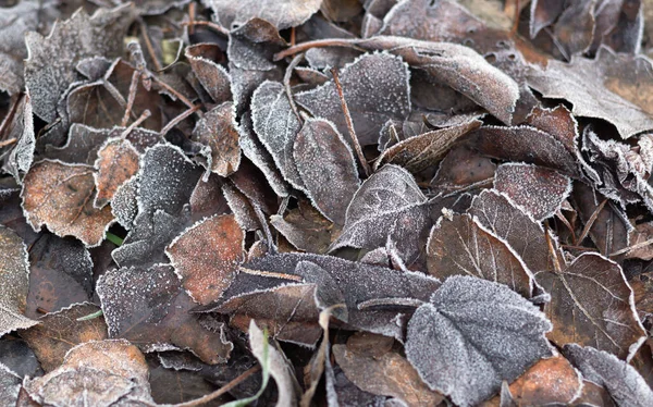 Frostig Trockene Braune Blätter Hintergrund Naturmuster Frostiger Herbst Erster Herbstfrost — Stockfoto