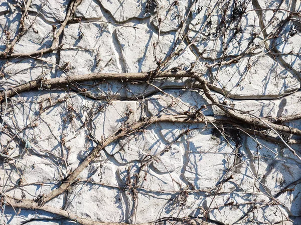 Wilde Schlingpflanze Klettert Auf Betonwand — Stockfoto