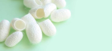 Birçok beyaz ipek böceği kozası ipek iplik ve ipek kumaş üretimi için kabuk