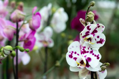 Tropikal bahçedeki beyaz ve mor orkide dalları.