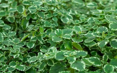 Bahçede yetişen plectranthus amboinicus nane ya da ispanyolca utangaçlığın arka planı