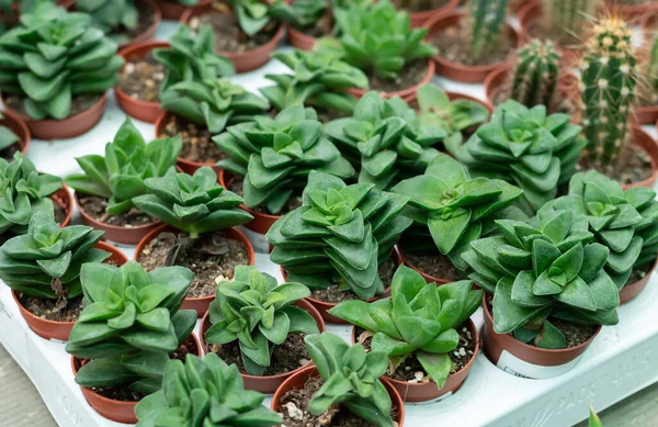 Muchas Plantas Suculentas Pequeñas Hermosas Macetas —  Fotos de Stock