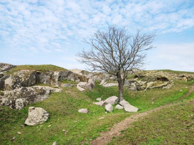 Bahar yeşili çimenlerde güzel kurumuş ağaç, taş ve mavi bulutlu arka plan