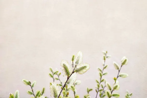 Frühling Weidenzweige Mit Kätzchen Frühling Natur Hintergrund Mit Kopierraum — Stockfoto