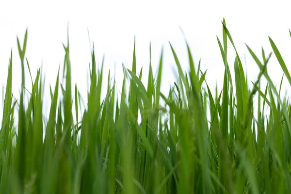 Spring Green Grass Isolated White Background Copy Space — Stock Photo, Image