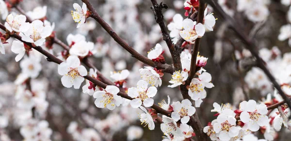 Branche Avec Belles Fleurs Fraîches Abricot Printemps Sur Arbre Gros — Photo