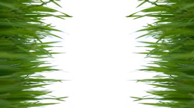 Beyaz arkaplanda yay yeşili çim pankartı, kopyalama alanı