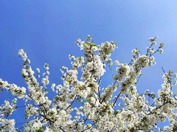 Fleurs Blanches Printemps Sur Arbre Fruitier Dans Jardin Fleur Cerisier — Photo