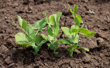 Organik bahçe toprağında filizlenen yeşil bezelye filizleri.