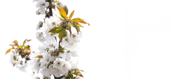 Fleurs Printanières Blanches Sur Arbre Fruitier Dans Jardin Fleur Cerisier — Photo
