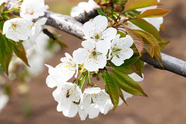 Fleurs Blanches Printemps Sur Les Arbres Fruitiers Dans Verger Fleurs — Photo