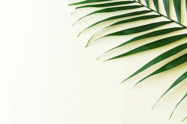 薄黄色の背景に熱帯緑のヤシの葉の枝トップビュー — ストック写真