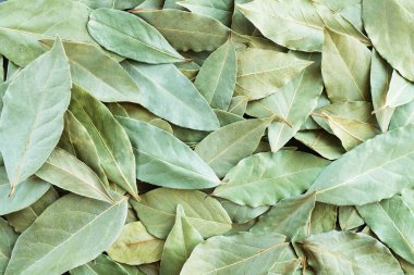 Yeşil kurumuş körfez yaprakları veya defne arkaplan üstü görünümü