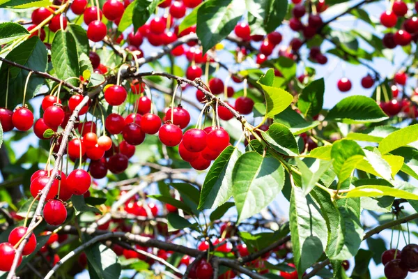 Organik meyve bahçesindeki ağaç dalında bir sürü olgun kırmızı ekşi kiraz.