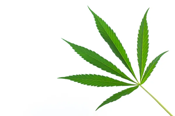 在白色背景下分离的大麻或大麻单片叶子 — 图库照片
