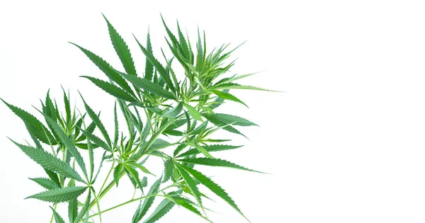 在白色背景下分离的大麻或大麻植物叶子 医疗大麻概念的增长 — 图库照片