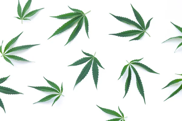 Green Hemp Cannabis Marijuana Leaves Isolated White Background Top View — Stock Photo, Image