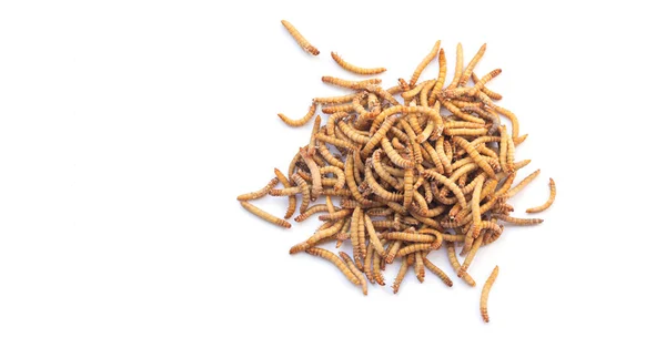 Heap Mealworms Feeding Pets Isolated White Background Top View — Stock Photo, Image