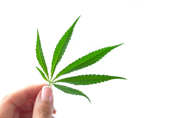 Woman Hand Holding Hemp Cannabis Single Leaf Isolated White Background — Stock Photo, Image