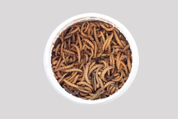 Garrafa Larvas Larvas Minhoca Vista Superior Alimentos Para Animais Estimação — Fotografia de Stock