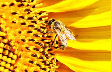 Sarı polenle kaplanmış bal arısı yaz tarlasında ayçiçeği nektarı topluyor.