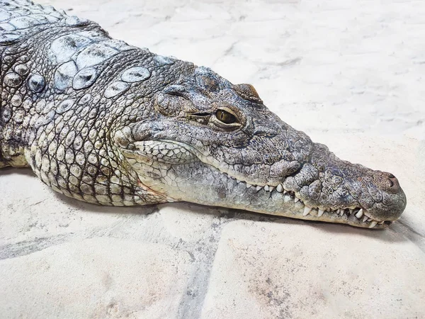 Large alligator or crocodile head profile close-up