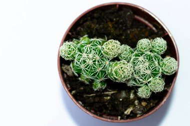 Yeşil mini kaktüsün (kaktüs) yakın fotoğrafları, beyaz arka planlı, küçük kahverengi bir plastik tencereye yerleştirilmiş..