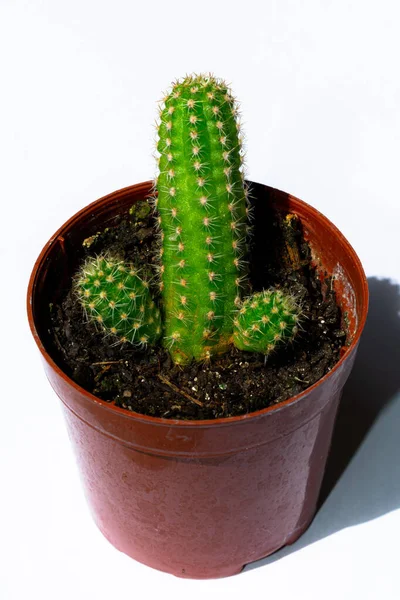 Cerrar Fotografías Mini Cactus Verdes Cactus Plantados Una Pequeña Maceta —  Fotos de Stock