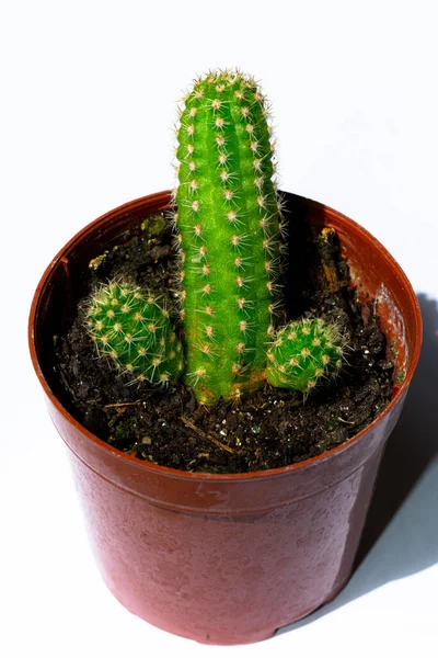 Cerrar Fotografías Mini Cactus Verdes Cactus Plantados Una Pequeña Maceta —  Fotos de Stock