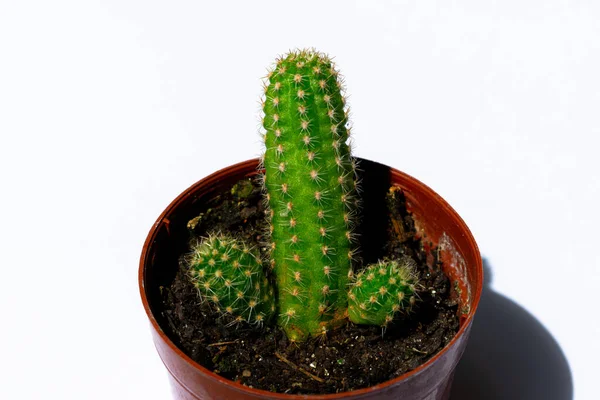 Cerrar Fotografías Mini Cactus Verdes Cactus Plantados Una Pequeña Maceta —  Fotos de Stock