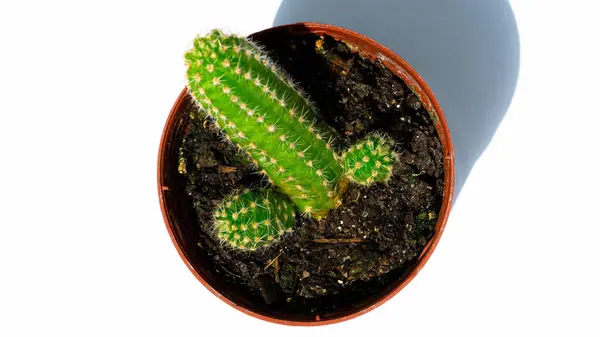 Sluiten Foto Van Groene Mini Cactussen Cactus Geplant Een Kleine — Stockfoto