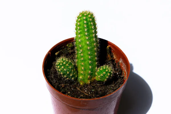 Cerrar Fotografías Mini Cactus Verdes Cactus Plantados Una Pequeña Maceta —  Fotos de Stock