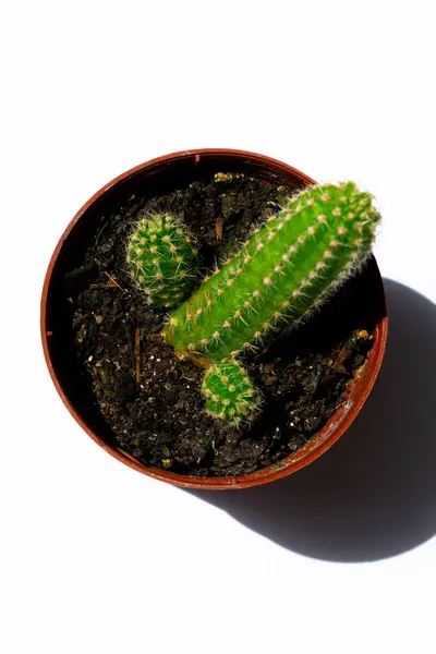 Sluiten Foto Van Groene Mini Cactussen Cactus Geplant Een Kleine — Stockfoto