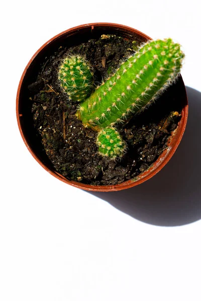 Sluiten Foto Van Groene Mini Cactussen Cactus Geplant Een Kleine — Stockfoto