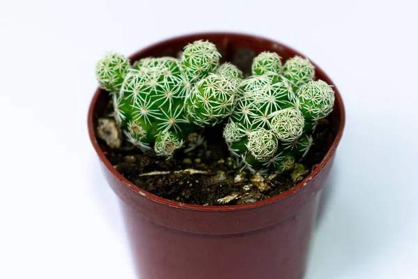 Cerrar Fotografías Mini Cactus Verdes Cactus Plantados Una Pequeña Maceta —  Fotos de Stock