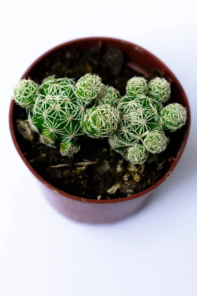 Cerrar Fotografías Mini Cactus Verdes Cactus Plantados Una Pequeña Maceta —  Fotos de Stock