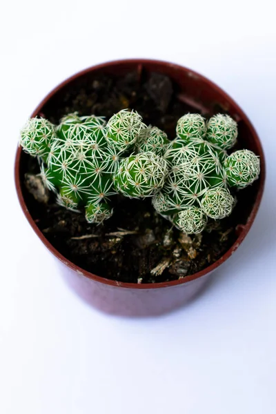 Fechar Fotografias Mini Cactos Verdes Cacto Plantados Num Pequeno Vaso — Fotografia de Stock