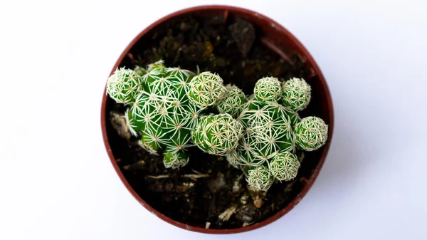 Bliskie Zdjęcia Zielonego Mini Kaktusa Kaktusa Posadzonego Małym Brązowym Plastikowym — Zdjęcie stockowe