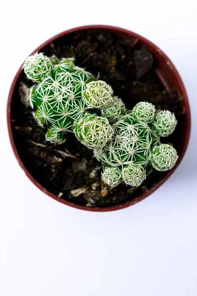 Cerrar Fotografías Mini Cactus Verdes Cactus Plantados Una Pequeña Maceta —  Fotos de Stock