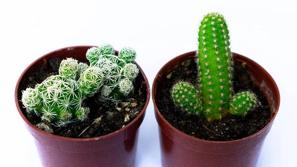 Cerrar Fotografías Mini Cactus Verdes Cactus Plantados Una Pequeña Maceta —  Fotos de Stock