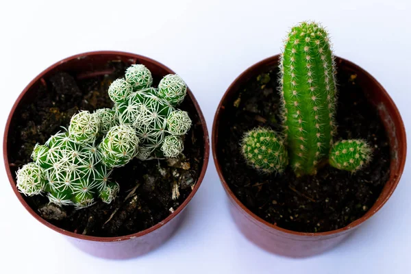 Fechar Fotografias Mini Cactos Verdes Cacto Plantados Num Pequeno Vaso — Fotografia de Stock