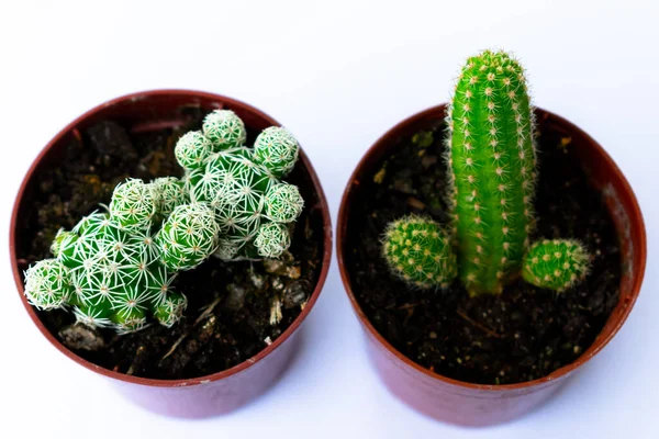 Fotografii Apropiate Mini Cactuși Verzi Cactus Plantați Într Oală Mică — Fotografie, imagine de stoc